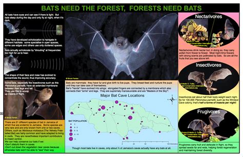 Thermal Physiology and Thermoregulation in Red Wotch Bats